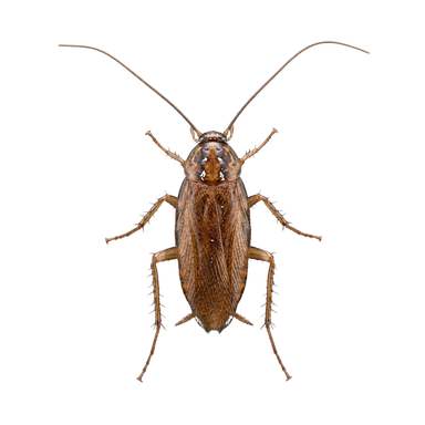 Realistic Cockroach